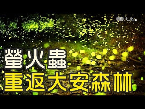 回來了！螢火蟲重返大安森林公園