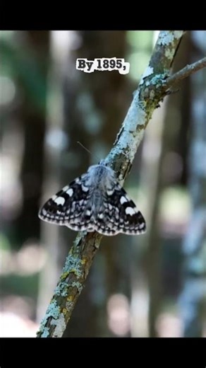 How pollution changed an animal's color. #evolution #PepperedMoth #science #learning
