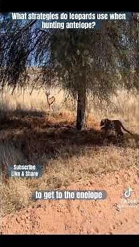 What strategies do leopards use when hunting antelope?