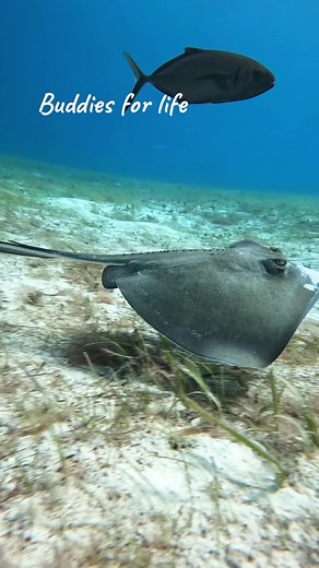What Do Stingrays Eat? Discover Their Feeding Habits