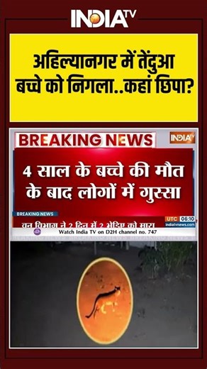 Maharashtra | Tendua Attack | Ahilyanagar | अहिल्यानगर में तेंदुआ बच्चे को निगला...कहां छिपा?