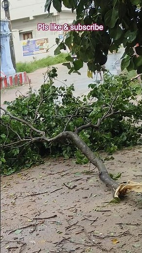 trees and current poles fall down | montha cyclone effect #montha #cyclone #toofan #trending #shorts
