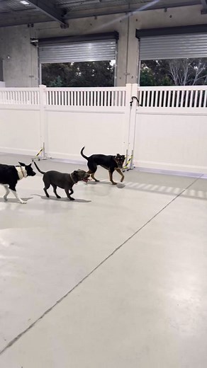 Group Socialisation Classes! 🧡 🐾 A safe space at our all weathered indoor training facility to practice structured, controlled and appropriate social interactions between dogs to build confidence and clarity in social settings all under the guidance of our trainers. This is not a free for all play date, you the owner will be present and hands on throughout the session and will learn all about dog body language and social interactions. Want to join? Give us a buzz today! ☎️ 0493 818 387 📧 info