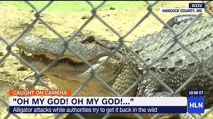 25K views · 127 reactions | DISTURBING VIDEO: A 10 foot gator bit a man trying to lure it back to the wild! | HLN | Facebook