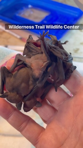 You all have seen the “Bee Lady”. Just call me the “Bat Lady”. These are just a few of the ones in my rehabilitation center. Baby Big Brown bats. 🦇 I just finished getting mites off of them and giving them intake fluids and now they’re going into a warming container. I’m a licensed wildlife rehabilatator and vaccinated for rabies. Even though less thab 1% of bats have rabies, its still not good to touch them unless youre vaccinated and trained. It also baby bat season. If you see a baby bat alo