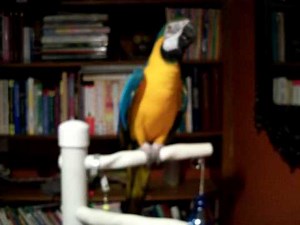 Blue & Gold Macaw Talking