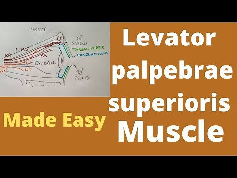 Levator palpebrae superioris muscle anatomy| levator palpebrae superioris muscle | LPS function |