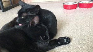 11K views · 292 reactions | *MUST WATCH* Sisters Linx (A380019) and Jinx (A380020) are the cutest thing you'll see all day! | Orange County Animal Services | Facebook