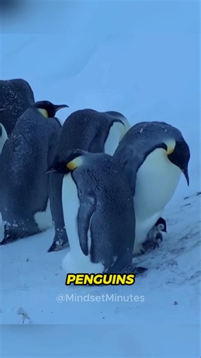 They Broke the Rules to Save These Penguins 🐧❄️ #shorts