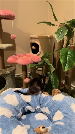 Pretty girl walk💖 Chip #catsoftiktok #cute #cat #prettygirl