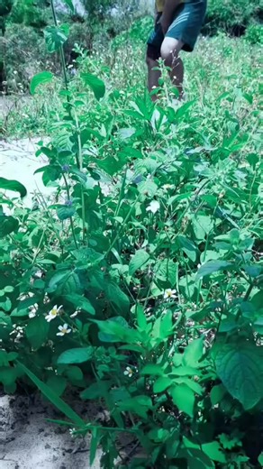 Ticks on the legs are very itchy. ... - 7286816073612119338 #trypophobia #fyp #tick #bohkbla91 | Wren Castro