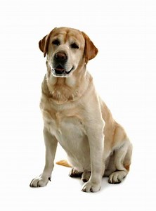 Why smart dog lovers choose between Labradors and Golden Retrievers