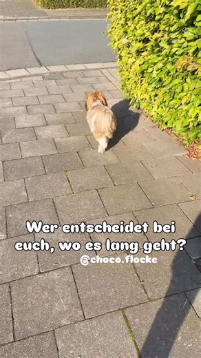 Choco Flocke on Instagram: "🤭 #doglovers#fun#dogvideo#doglife#dogs#dogsofinstergram#chocoflocke"