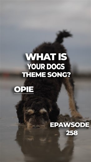 Opie. A 6 month spunky, curly angel. 😇 Is this Opies theme song? #dogstagram #dogsofinstagram #beachdogs #doglife #happydogs #dogvideos | Beachdogssd