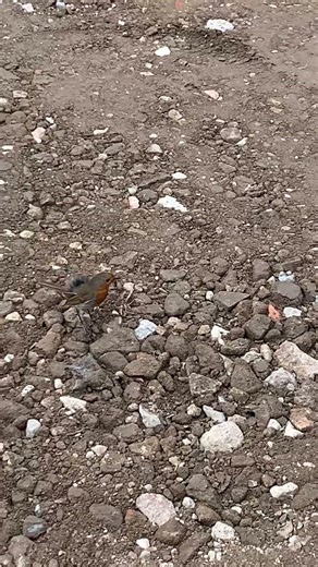 Robin with a Mohawk on Site Visit🦺🪏 #newfriend #robin #nature #mohawk #construction