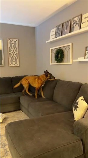 A retired bomb disposal dog still loves to show off his incredible skills.