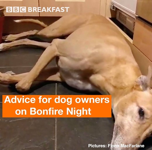 83K views · 796 reactions | Fireworks aren't fun for pets. All dog owners need to read these tips before Bonfire Night: | BBC Breakfast | Facebook