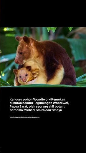 Kanguru pohon Wondiwoi muncul kembali, setelah dianggap punah selama 90 tahun.