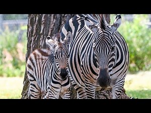WATCH: OKC Zoo shows newborn zebra foal playing with his parent