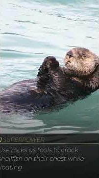Nobody talks about how Sea Otters actually live 🌿
