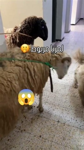 Behind the Scenes of Eid al-Adha in Algerian Homes 😱😭