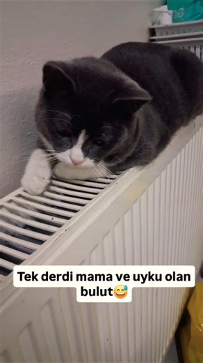 “Hayatta En Başarılı Olduğu Şey: Hiçbir Şey Yapmamak'' 😻😻