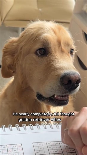 Dumb Dogs Compilation 😂🐶 | Dogs Being Silly #shorts