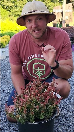 Looking for low maintenance shrubs? Check out Barberry Admiration! #gardening #landscaping