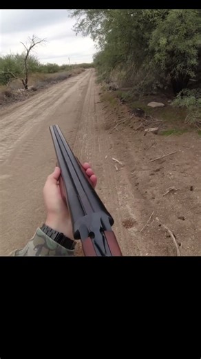 WRB Quail Hunt Az 2025 #gsp #uplandhunting #dovehunting #duckhunting #12gauge #goldenretriever