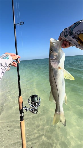 Solid snook at the beach on the new shimano stradic 4k and star rods sequence 7’7 mh setup!!! • #fishing #fish #snook #beach #sanibel #island #fl #boat #ocean #catchandrelease • @DOA-LURES