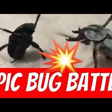 Epic Bug Battle Vine 😂😭😱 Digimon Fight In Real Life