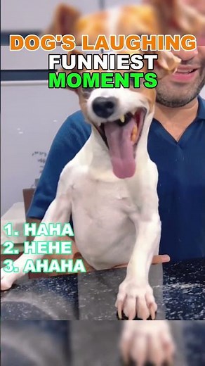 Ranking Dogs Laughing 😂 | Funniest Dog Moments Ever 🐶