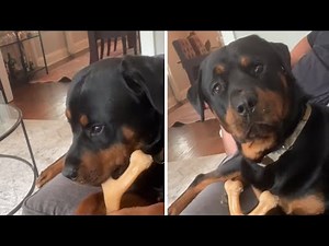 Using your dog's favorite words while on a fake phone call #Shorts