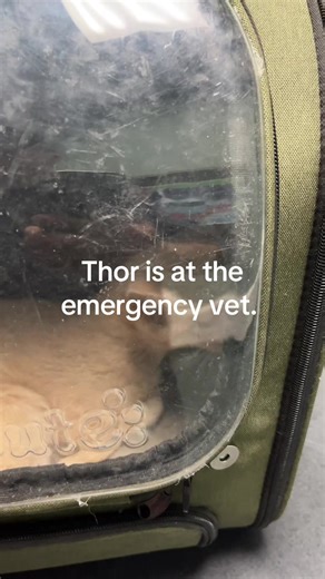 Thor's Emergency Vet Visit: What You Need to Know