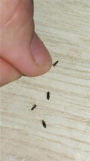 How to Identify Lice spread? #shortvideos #shorts #youtubeshorts #ytshorts #new #fypシ゚viral #trend