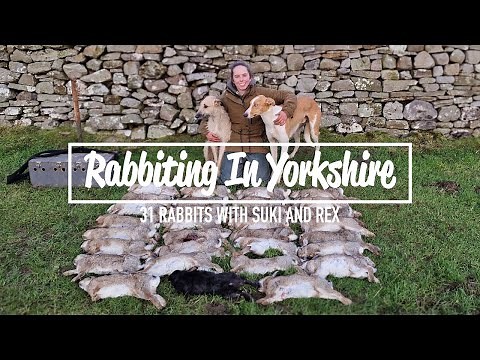 Rabbiting In Yorkshire - 31 rabbits with Suki & Rex