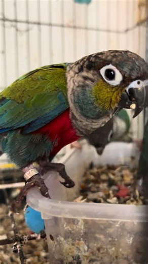 Sun conure small conure seed mix balanced mix for healthy birds #birdfood #birdfarm #chennai