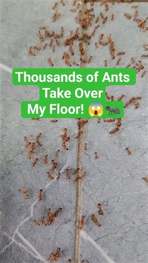 Thousands of Ants Take Over My Floor! 😱🐜 #Ants #Insects #Nature #Macro