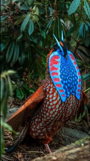 This Bird Grows Blue Horns