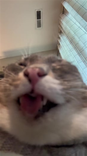 Cute Cat Moments Featuring Rigby the Cat