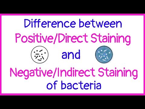 Difference between positive and negative staining or direct and indirect staining |