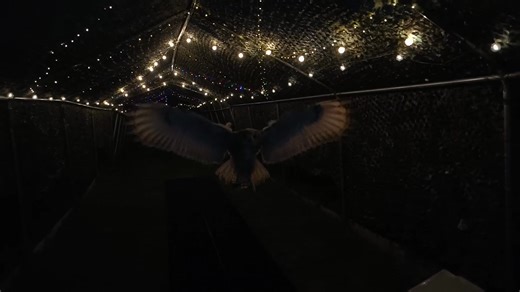 1.2K views | Night-time Flying (Nov–Dec) Watch our owls fly in a safe outdoor space, gently lit with fairy lights for a calm, atmospheric evening. Experience their silent flight and natural nocturnal behaviour in a quiet, mindful setting. 5pm onwards (weather dependent) Contact me for details | Owl Enlightment | Facebook