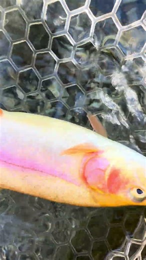 Look at this Little GOLDEN Trout!!