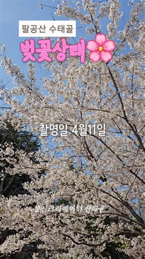 대구는 벚꽃 천국 팔공산 수태골