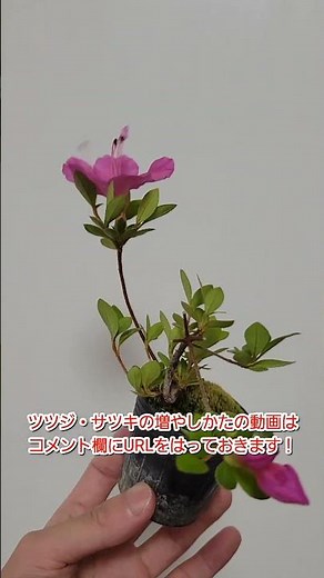 挿し木から育てているサツキの花が咲きました #挿し木 #ツツジ #サツキ #つつじ #さつき