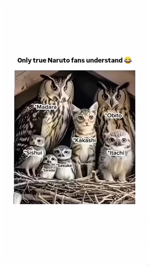 6.6K views · 145 reactions | Only true Naruto fans understand 藍...