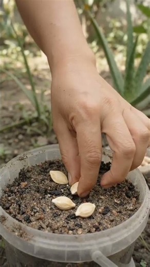 how to grow Clementine at home #quran #egzonibrahimi #islamicvideo #plants