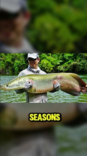 Arapaima Survived Millions of Years—How?