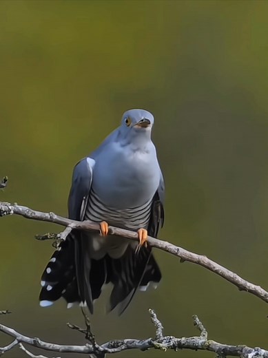 Weird Bird Sounds: Cassowary & Shoebill Calls