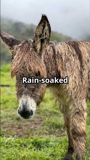 Donkey Care 101! 🐴5 Must-Haves for Happy Herd Guardians #homesteading #livestockguardian #offgrid